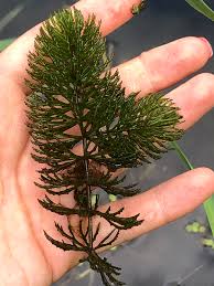 Image result for Ceratophyllum demersum