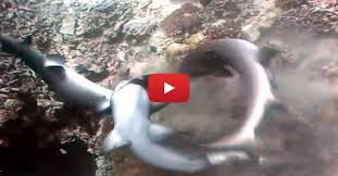 But the eel has that big mouth. Sharks Vs Eel And Eel Fights Eel Discover Surprising Facts