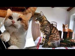 Funniest Cats Don T Try To Hold Back Laughter Funny And Cute Cats Life Youtube Cats Funny Cats Cat Life