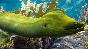 Green moray eels are not actually green. Shedd Aquarium On Twitter Nobody Us Did You Know Green Moray Eels Are Covered In Mucus The Green Moray Eel Isn T Actually Green Its Body Is Brown But Is Covered In A