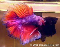35 Different Types Of Betta Fish With Beautiful Pictures Betta Fish Betta Fish