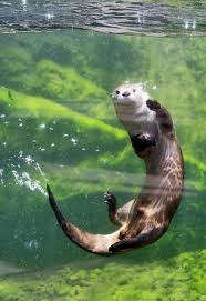 Photos River Otters At Sequoia Park Zoo Otters Cute Otters Animals Beautiful