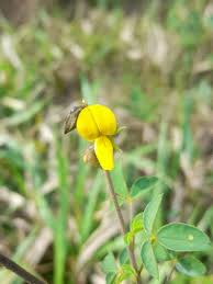 Image result for Crotalaria insignis
