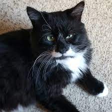 Cat Rescue And Adoption Networkcat Rescue Adoption Network Formerly West Coast Dog And Cat Rescue By taking home a cat adoption from a rescue or a shelter, not only are you saving that pet, you're either making room in the rescue so. west coast dog and cat rescue
