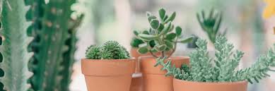 This one is quite a big tubercle as compared to other varieties. Succulent Care Guide Growing Information Tips Proflowers Blog