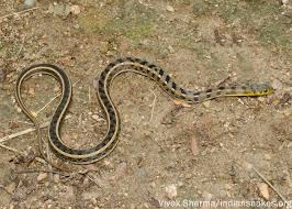 Image result for Amphiasma