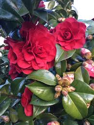 We did not find results for: Camellia A Gift Of Love Summer 2020 Garden Trees Or Shrubs Comox Valley Horticultural Society