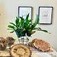 Mount Your Own Staghorn Fern event image