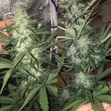 I had planted a white widow auto 5 days ago and checked the tent before i went out and it was fine came back a couple hours later and it had snapped. A Week Ago Vs Today Taison Auto Vip Day 68 Microgrowery