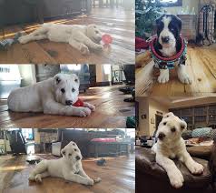 Check spelling or type a new query. Central Asian Shepherd Puppies For Sale Central Asian Shepherd Dog Breeders