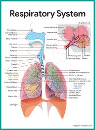 Respiratory System Anatomy And Physiology Nurseslabs Human Respiratory System Human Anatomy And Physiology Respiratory Care