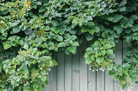 In warmer climates bougainvillea would look so beautiful. Climbing Hydrangea Plant Care Growing Guide