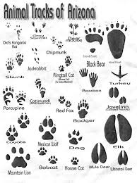 Pin By Lee Graeber On Arizona Animal Tracks Mexican Wolf Mule Deer