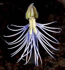 Image result for Rhipidoglossum pusillum