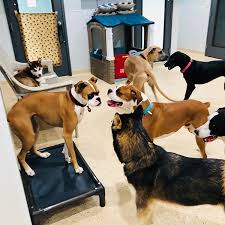 Check spelling or type a new query. Rowdy S Pet Resort Luxury Pet Boarding Daycare Apollo Beach
