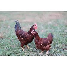 $15 (1876 frenchtown rd, east grenwich) pic hide this posting restore restore this posting. Hoover S Hatchery Rhode Island Red Chickens 10 Count Baby Chicks Ri At Tractor Supply Co