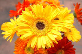 We did not find results for: 30 Types Of Yellow Flowers With Pictures Flower Glossary