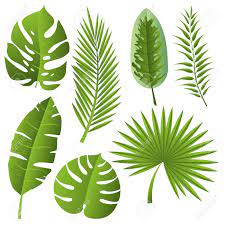 Taken from 1991 vhs of the jungle book (version #1) (ink label copy). Vector Tropical Exotic Leaves Realistic Jungle Leaves Set Vector Royalty Free Cliparts Vectors And Stock Illustration Image 151275873