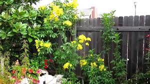 Maybe you would like to learn more about one of these? Yellow Bells Esperanza Bignoniaceae Lisa S Landscape Design Plant Pick Of The Day Lisa Lapaso Youtube