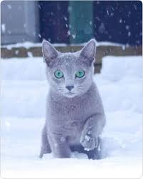 Russian Blue Cat Russian Blue Cat Russian Blue Cats And Kittens
