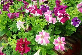 Penggantian tanah dan tanaman beda jenis bunga yang ditanam maka beda pula umur bunga tersebut. Tanaman Hias Pot Gantung Bebeja Com