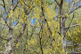 Image result for Quercus acutissima