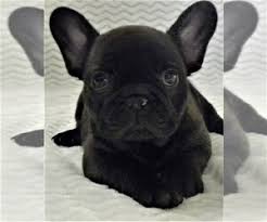 Price includes akc registration and breeding rights. View Ad French Bulldog Litter Of Puppies For Sale Near Oregon Redmond Usa Adn 139955