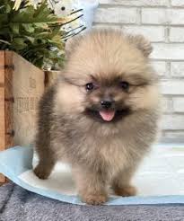Happy healthy puppies from petme teacup puppies breeders. Nkkazxnyw0b9pm