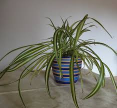 Man hört es immer wieder einmal: Schlafzimmer Gestalten Teil 5 Tipps Zu Pflanzen Wohncore Wohncore