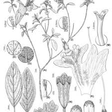 Image result for Premna tanganyikensis