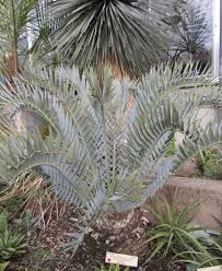 Image result for Encephalartos