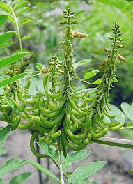 Image result for Indigofera setiflora