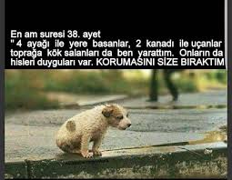 Ahmet Tan Adli Kullanicinin Hayvanlara Merhamet Et Panosundaki Pin Hayvan Sozleri Hayvanlar Hayvan Haklari