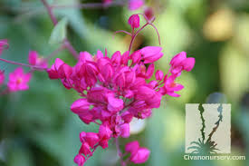 Image result for Aeschynomene leptophylla