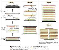 Visualizing And Characterizing Dna Rna And Protein