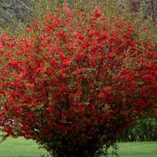 Quince are a tasty fruit that are hard to find at local grocery stores, grow your own with quince trees often bear fruit the first year, and the quinces are tasty, crisp and aromatic. Red Flowering Quince