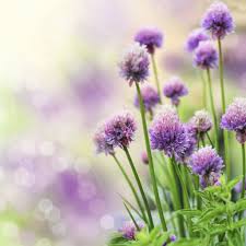 Image result for chives