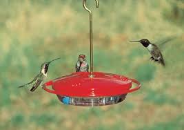 If you observe any mold growing on your sugar water stored in the fridge, throw it away and make a new batch for your hummingbird feeder. How To Make Hummingbird Food Sugar Water Recipe