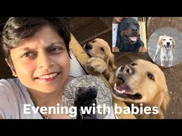 Excellent Quality Puppy available 🤗Best Puppies Kennel🤗Puppies price in  india@Victory of truth