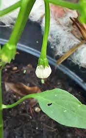 Image result for Capsicum frutescens