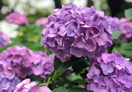 アジサイ 紫陽花 に毒があるって本当 成分や症状 対処法まとめ Horti ホルティ By Greensnap
