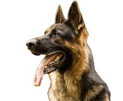 Male German Shepherd Puppy Images Dog Png Image German Shepherd Puppies German Shepherd Puppy Images Shepherd Puppies