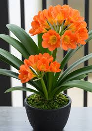 Image result for Brachycorythis pleistophylla