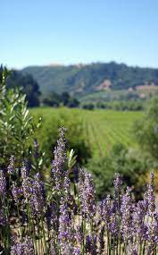 Pin By Maria Silveira On L V N D Lavender Fields Sonoma Lavender Lavender Garden