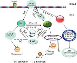 We did not find results for: Role Of Inflammatory Mechanisms In Guillain Barre Syndrome Sciencedirect