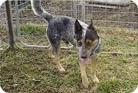 Not content with sitting around the house for hours on end, blue heelers will encourage you to take them outside. Ilmu Pengetahuan 2 Australian Cattle Dog Blue Heeler Husky Mix
