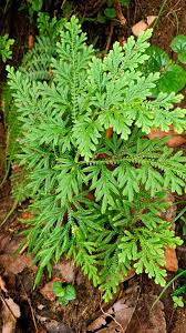 Image result for Selaginella imbricata