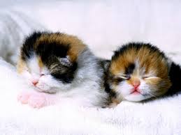 Cute Baby Girls Babytiere Katzen Katzenbabys