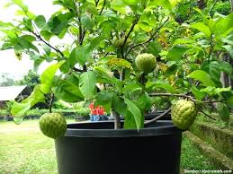 Kesalahan yang sering terjadi saat berkebun di pekarangan rumah selamat datang di channel kami berisi info teknik. Berkebun Di Lahan Sempit Sekitar Rumah Coba Trik Ini