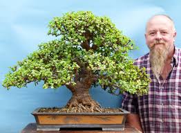 Graham Potter | Kaizen Bonsai Blog